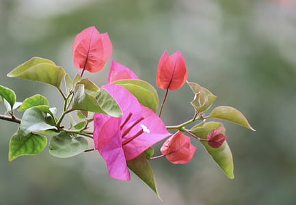 pink bougainvillea thumbnail