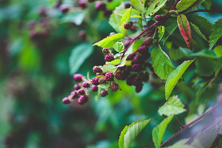 Young blackberries thumbnail