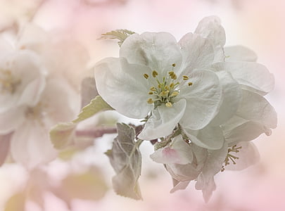 selective photo of white blossoms thumbnail