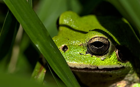 close-up photography of green frog during daytime thumbnail