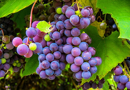 red grapes thumbnail