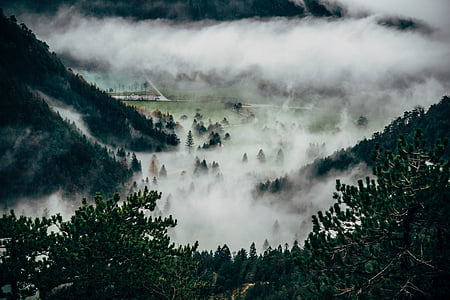 green leafed trees with fog above thumbnail