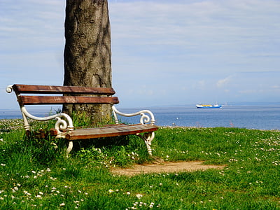 bench beside tree on grass field near sea thumbnail
