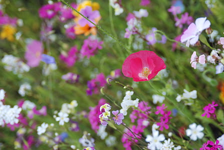 variety of flowers during daytime thumbnail