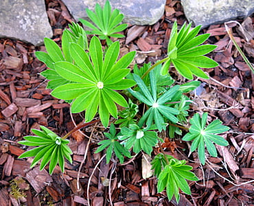 green leafed plant thumbnail