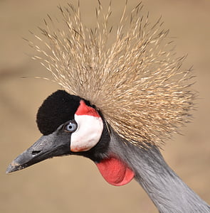 selective focus photo of crowned crane thumbnail
