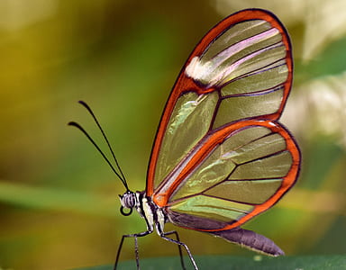close-up photography of glasswing butterfly on green surface thumbnail
