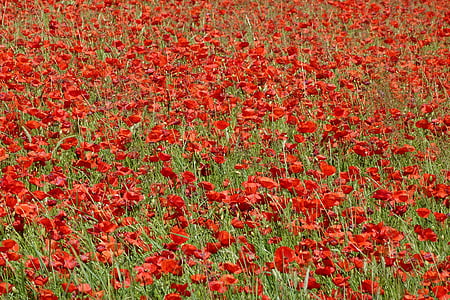 red flower meadow thumbnail