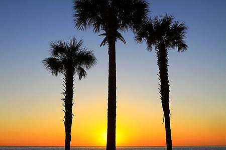 silhouette of three palm trees during golden hour thumbnail