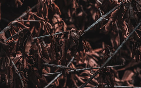 macro shot of dried leaves thumbnail