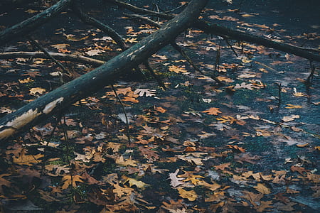 maple leaf on body of water thumbnail