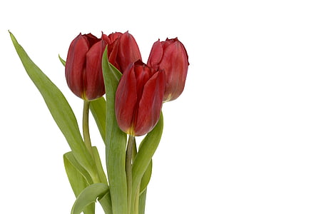 closeup photography of red rose thumbnail