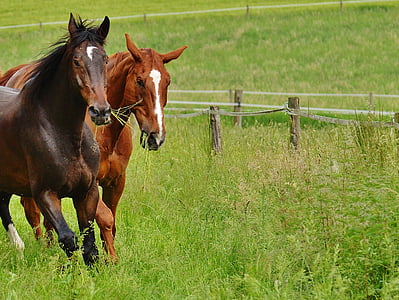 brown and red horses on green grass field during daytime thumbnail