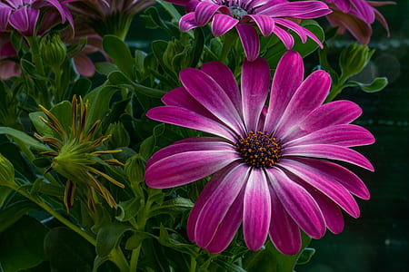 close-up photo of pink oesteospermum flowers thumbnail