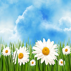 blooming white flowers thumbnail