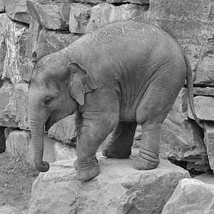 elephant standing on boulder thumbnail