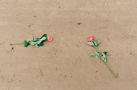Roses on the sand thumbnail