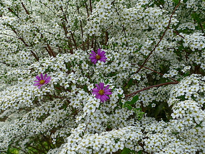 selective focus photography of flowers thumbnail