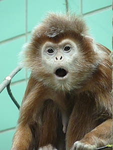 monkey near green wall thumbnail
