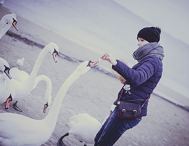 man feeding white ducks thumbnail