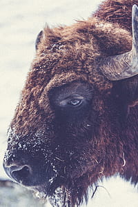 closeup photo of bison thumbnail