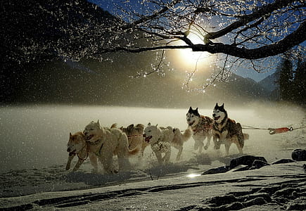 Siberian huskies running on show field during daytime thumbnail