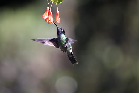 selective focus photography of green and purple hummingbird near red flowers thumbnail