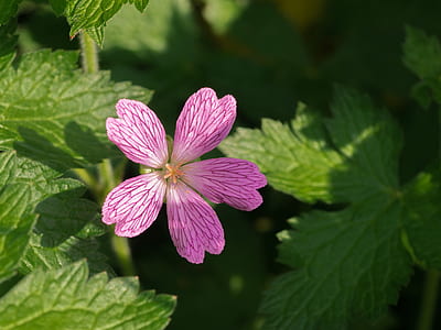 closeup photo of pink malva flower thumbnail