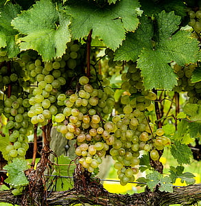 closeup photography of green grapes thumbnail