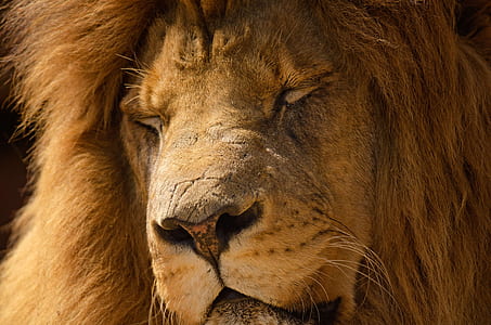 brown lion close-up photo thumbnail