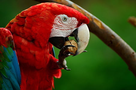 red and blue Macaw eating macaw thumbnail