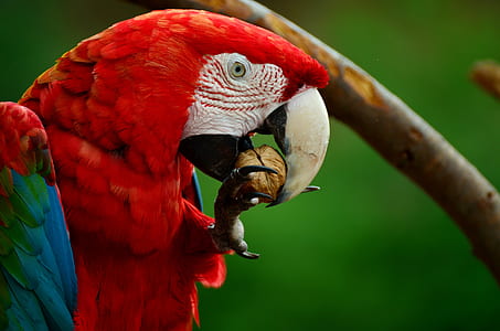 red scarlet macaw eating nut thumbnail