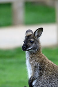 gray kangaroo thumbnail