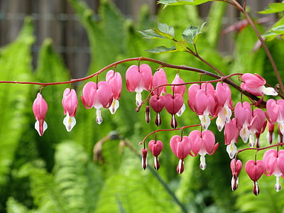 bleeding heart flower thumbnail