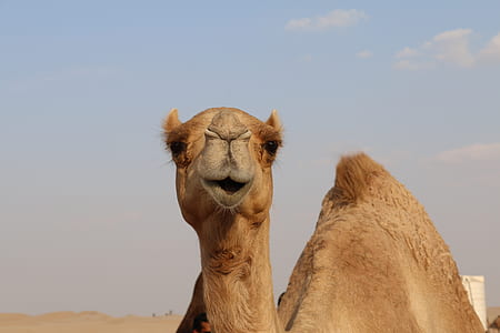 selective focus photography of camel thumbnail