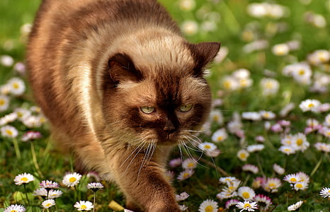 brown Siamese cat thumbnail