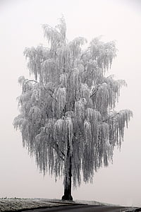 grayscale photo of tree thumbnail