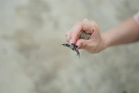 person holding black and gray spider insect thumbnail