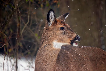 shallow focus photography of deer thumbnail