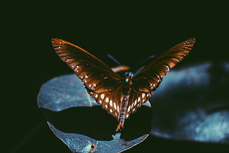Macro Photography Of Spicebush Swallowtail Butterfly thumbnail