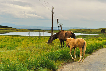 two brown horses feeding on grass during daytime thumbnail