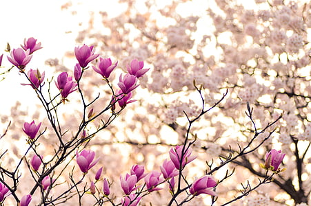 shallow focus of pink and white flowers thumbnail