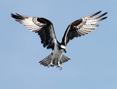 Black and White Eagle thumbnail