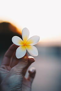 Close-up Photo of a Person Holding a Flower thumbnail