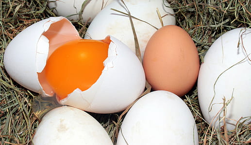 poultry eggs thumbnail