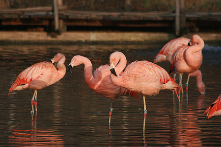 pink flamingos on body of water thumbnail