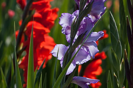 shallow focus photography of purple flowers thumbnail