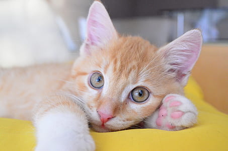 oranged eyed orange tabby kitten thumbnail