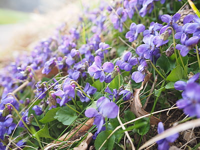 close-up photo of purple petaled flowers thumbnail