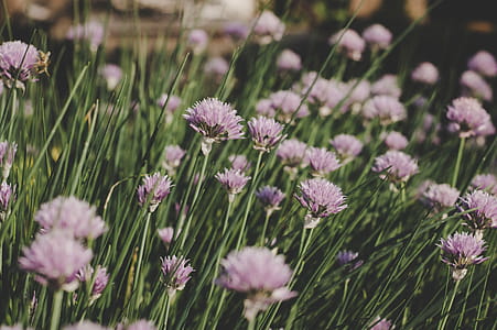 Purple Flowers thumbnail